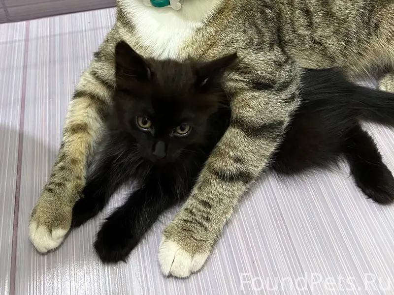 Пропал кот Евро, Орехово-Зуево