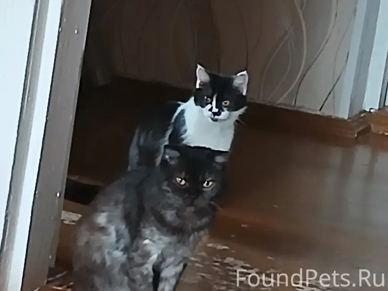 Пропали кошки Мурка и Дуся