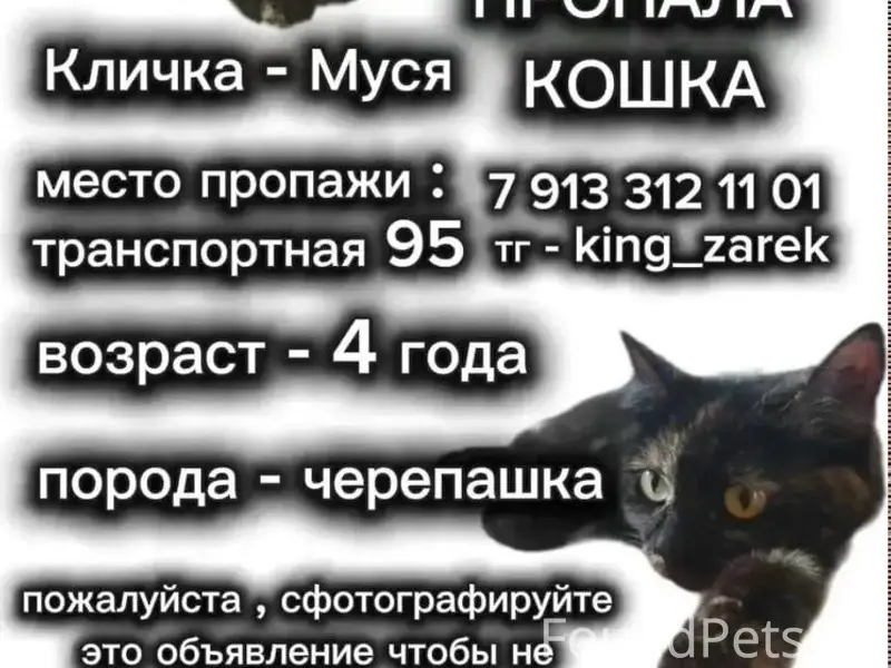 Пропала кошка, без указания места