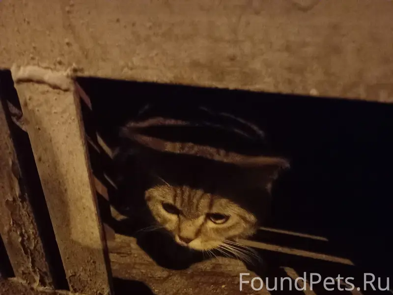 Найдена кошечка или котик, метис скотиша, камышовый окрас