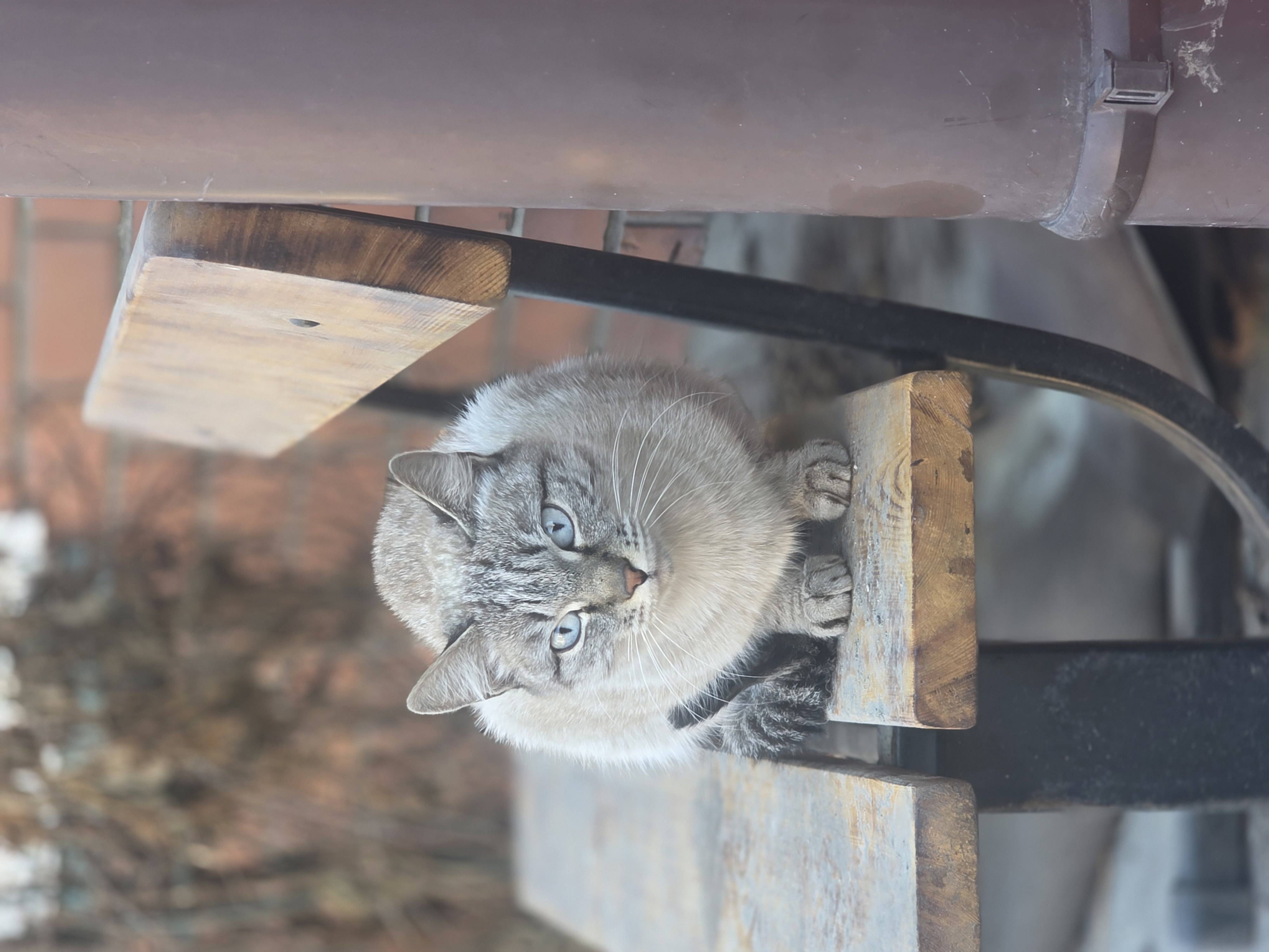 Найдена кошка