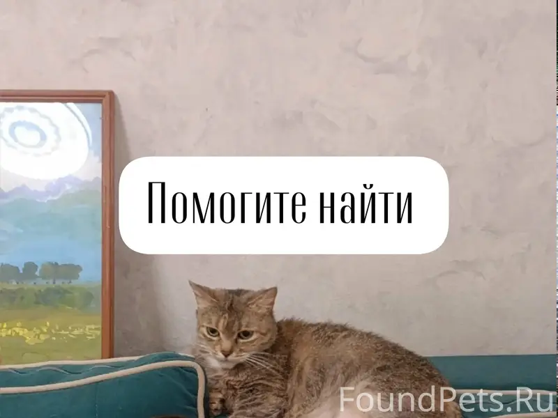 Пропала собака Клава, г. Михайловск