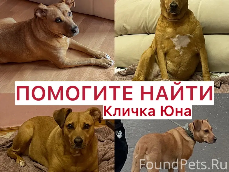 Пропала собака Юна, Нижняя Александровка