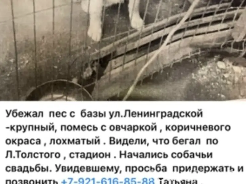 Пропал метис овчарки, коричневый, Ленинградская