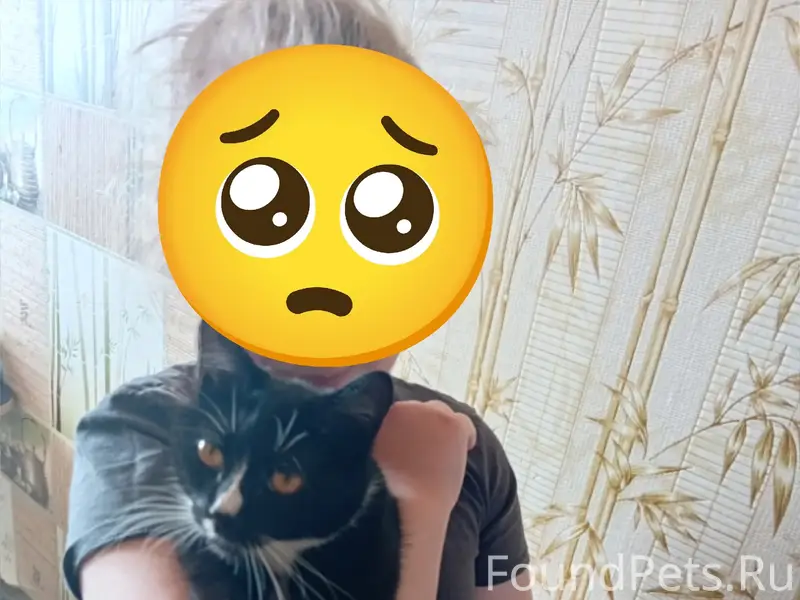 Пропала кошка, 3 мкр