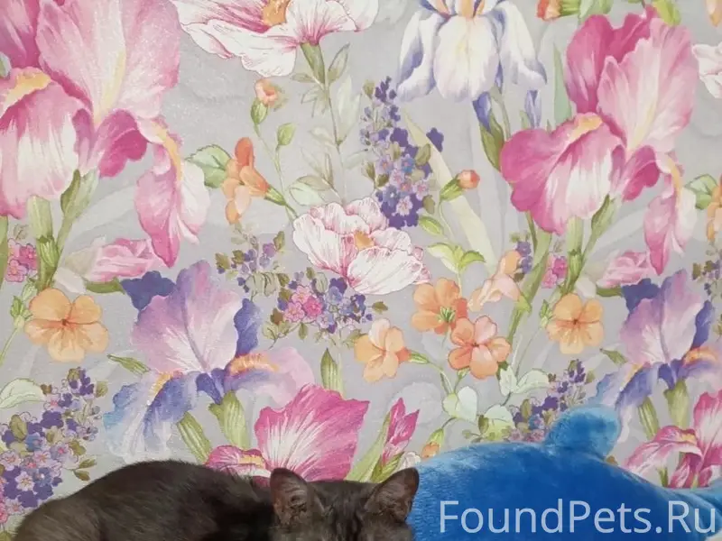 Пропал кот, 10-я Северная