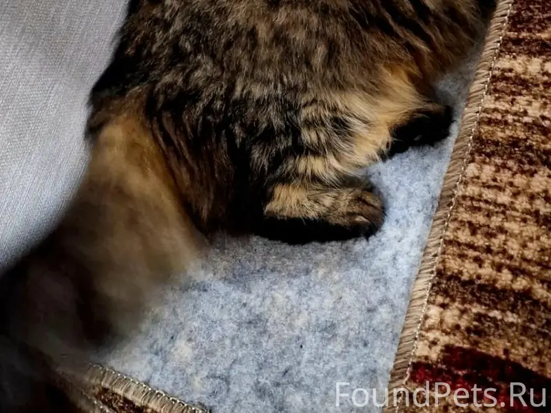 Пропала кошка Нюша, Набережная р. Уфа