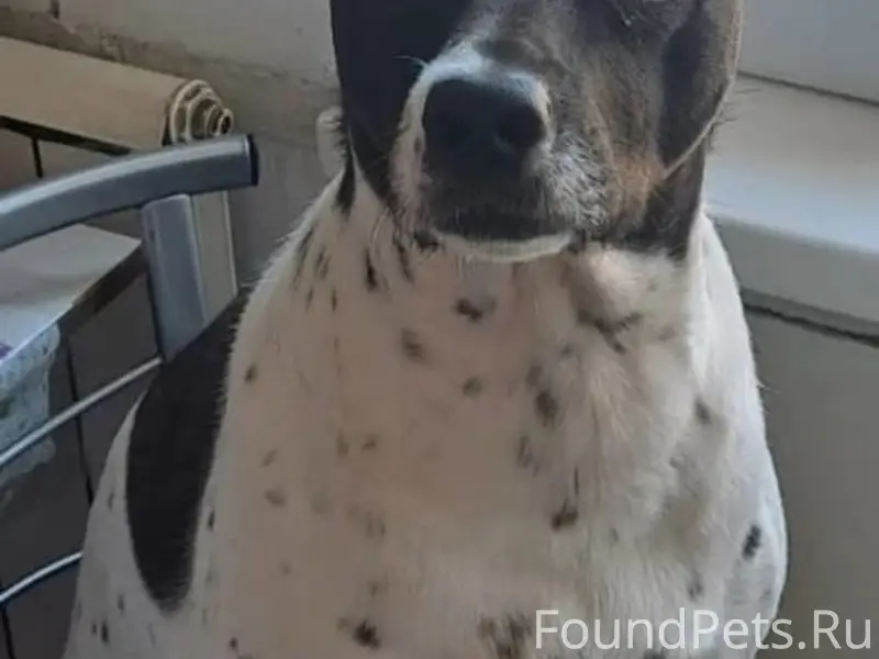 Пропала собака, ш. Комсомолец