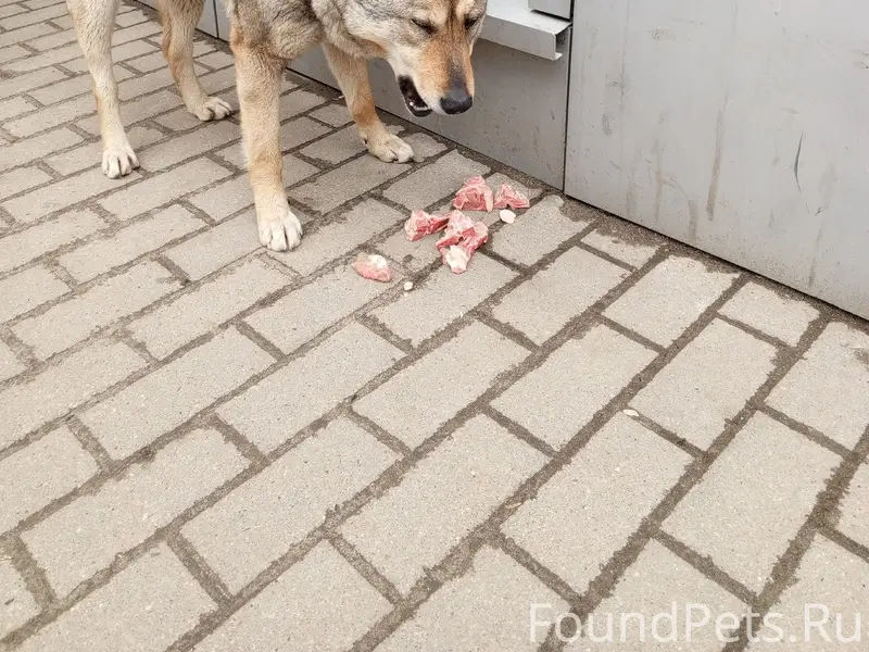 Найден щенок, Горшково, Дмитровский район