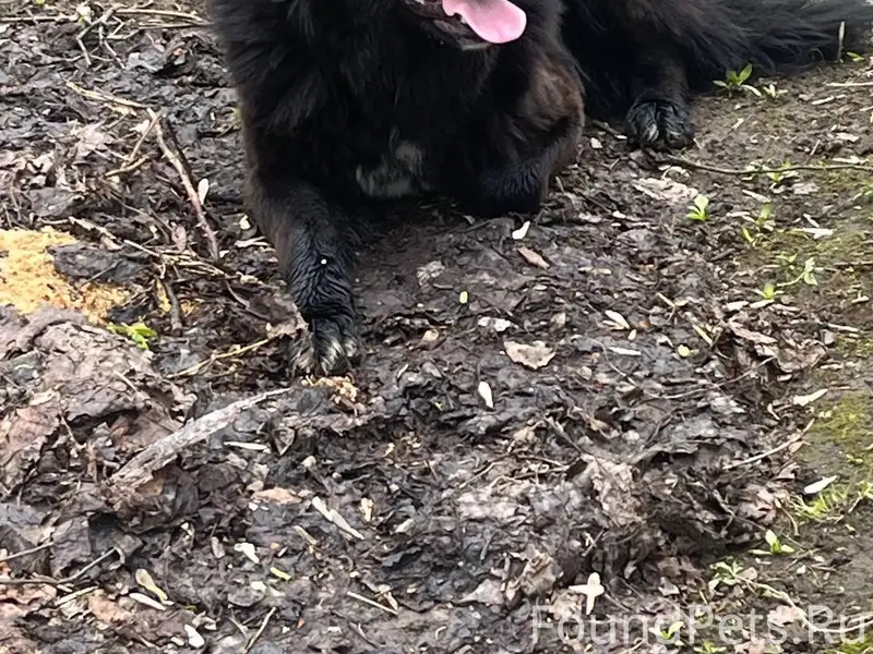 Найденна собака, ул. Ошарская