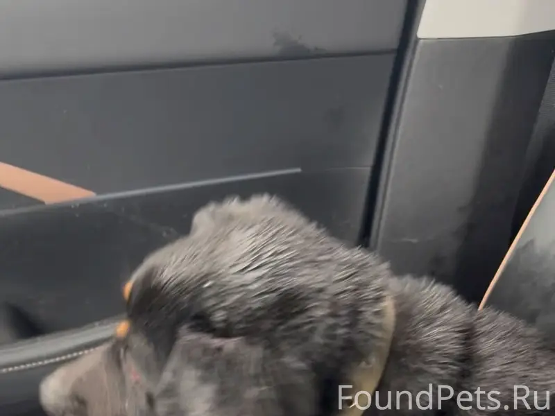 Найден чёрный кобель, Орехово-Зуево