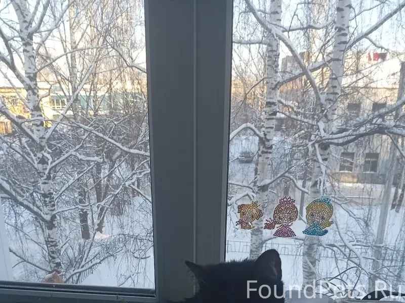 Пропала кошка Малышка, Орджоникидзе, 14