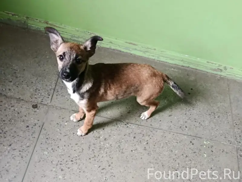 Найден щенок, Советский район, ул. Евдокимова