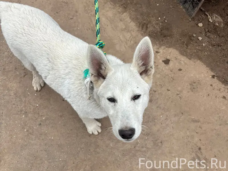 Найден щенок с ошейником