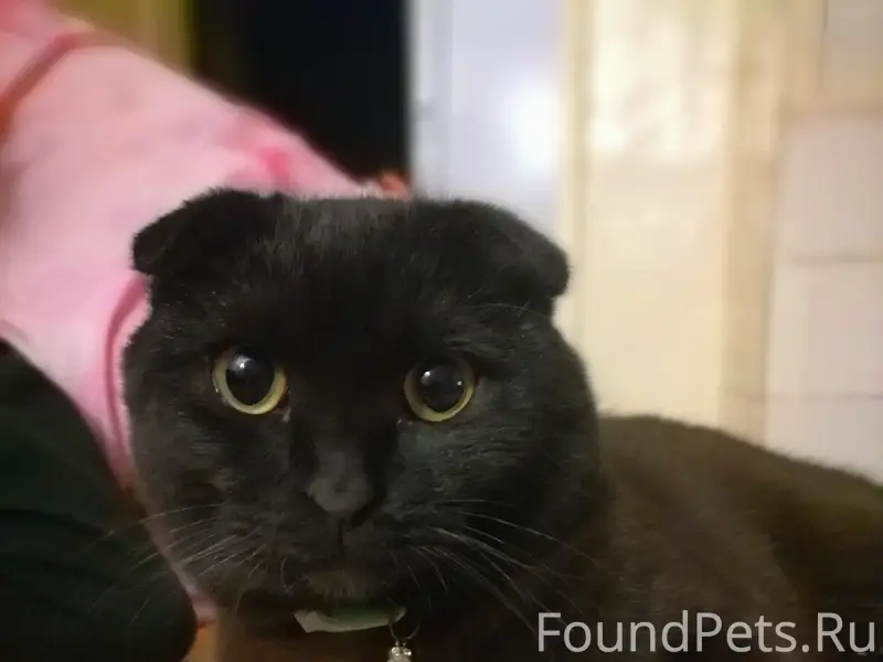 Пропал вислоухий шотландец, Боровск