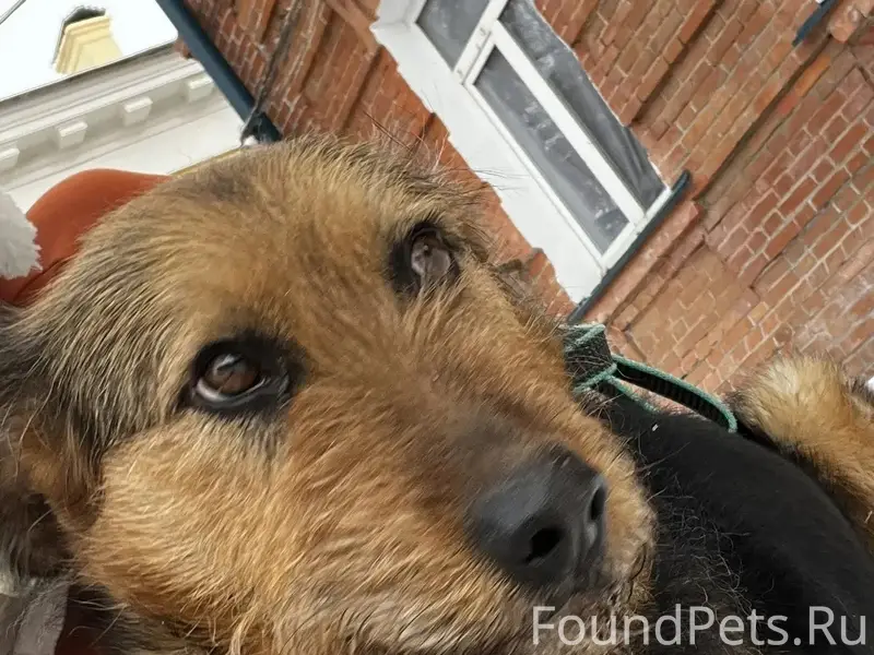 Пропала собака, Потехина/Дубки