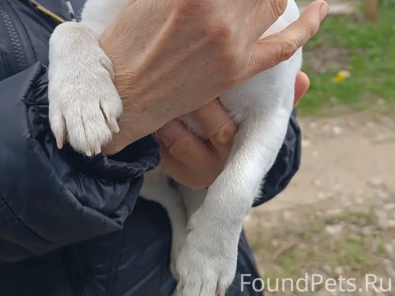 Найден Джек Рассел терьер, СНТ «Колос»