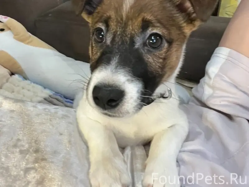 Пропал Джек-Рассел Боня, Печорский 3А