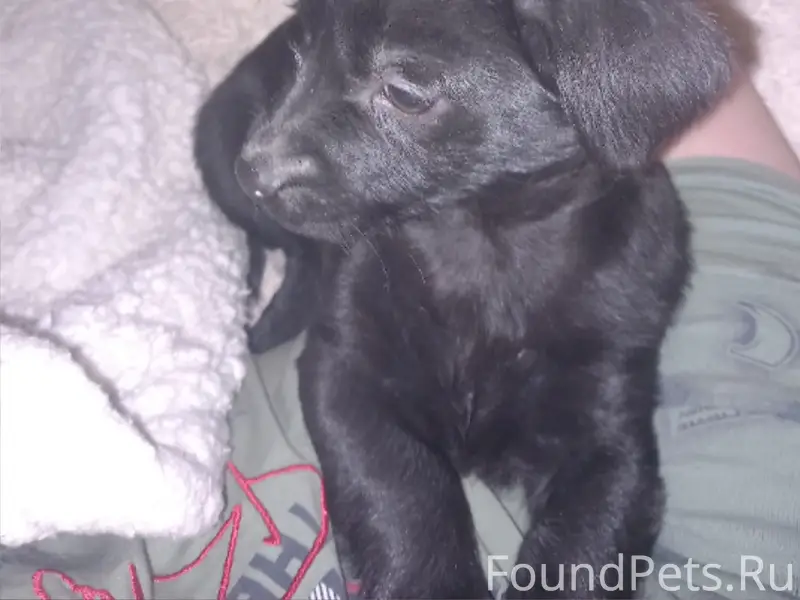 Найден щенок, похожа на помесь таксы