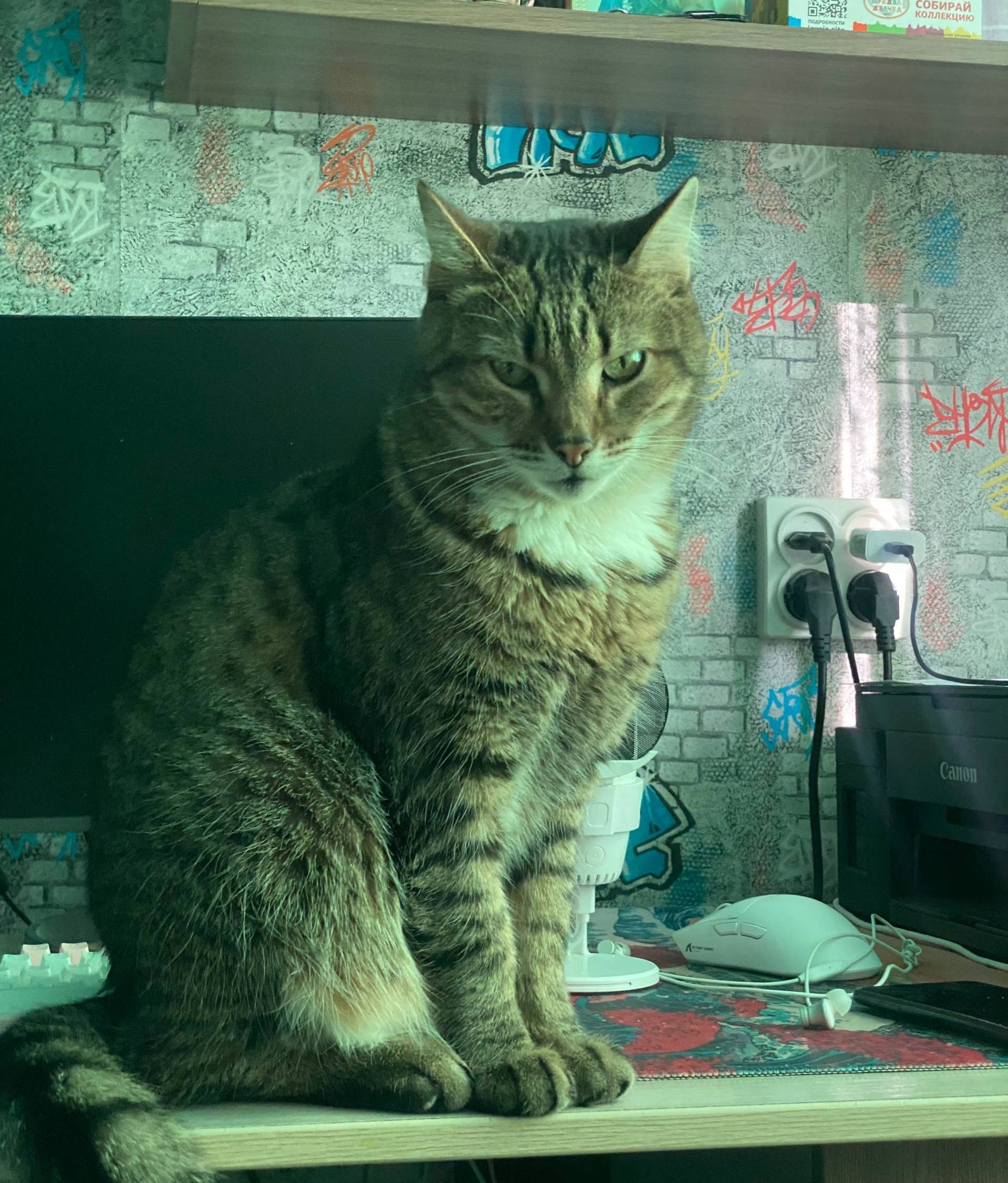 Пропал кот Марс, квартал 30 лет Победы