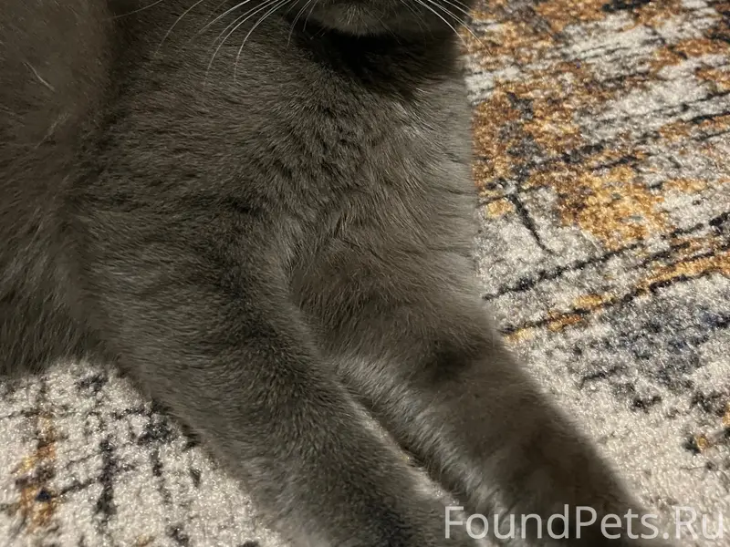 Пропал кот Вегас, Энгельс