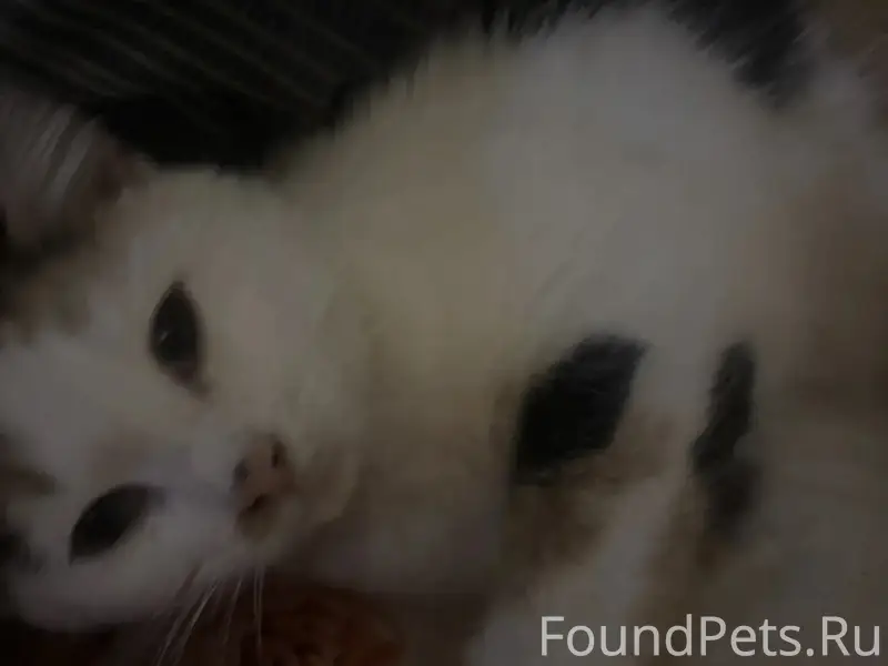 Пропала трехцветная кошка Муся, улица Пушкина-Красная