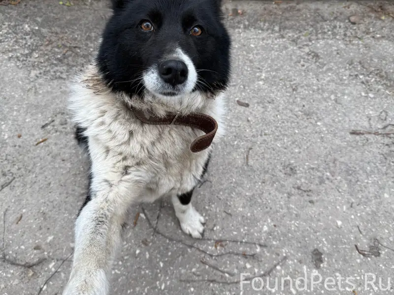 Пропала собака, Приокский район
