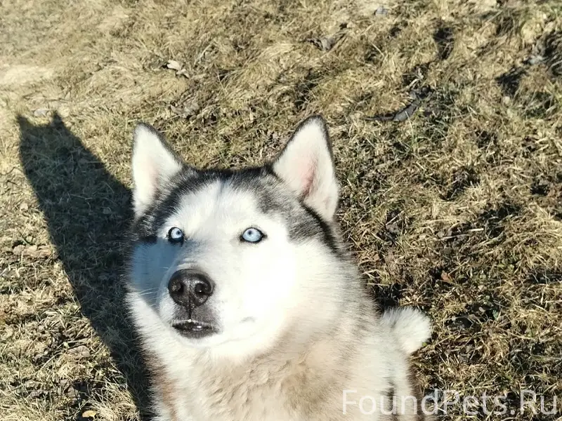 Пропал хаски, 