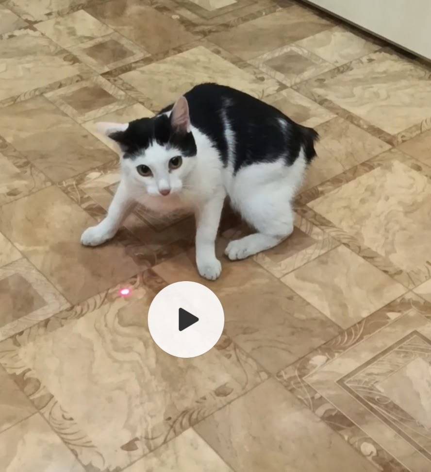 Пропала кошка Муся, улица 6 Пятилетки