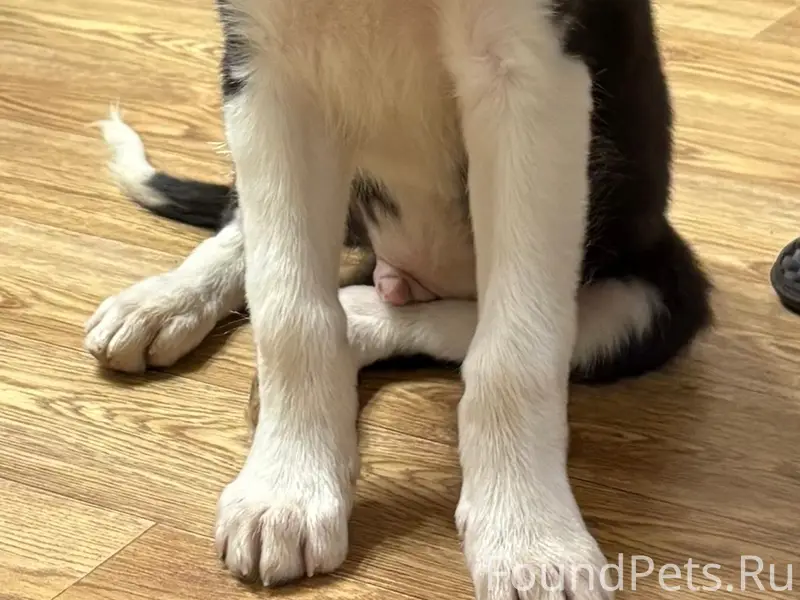 Найден щенок, район Суздалки