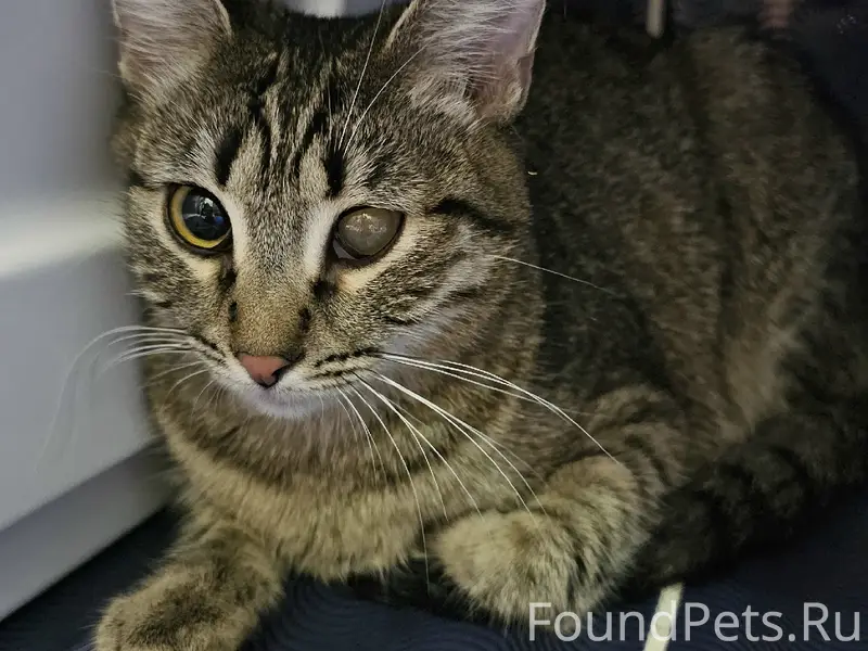 Найдена кошка, Димитрова 15/1