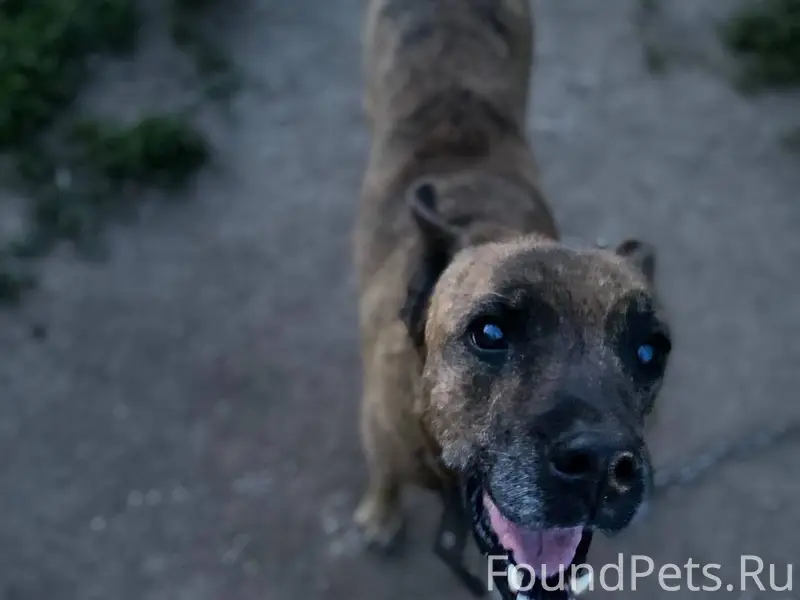 Пропала собака