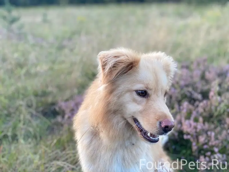 Пропал рыжий кабель, Александровская