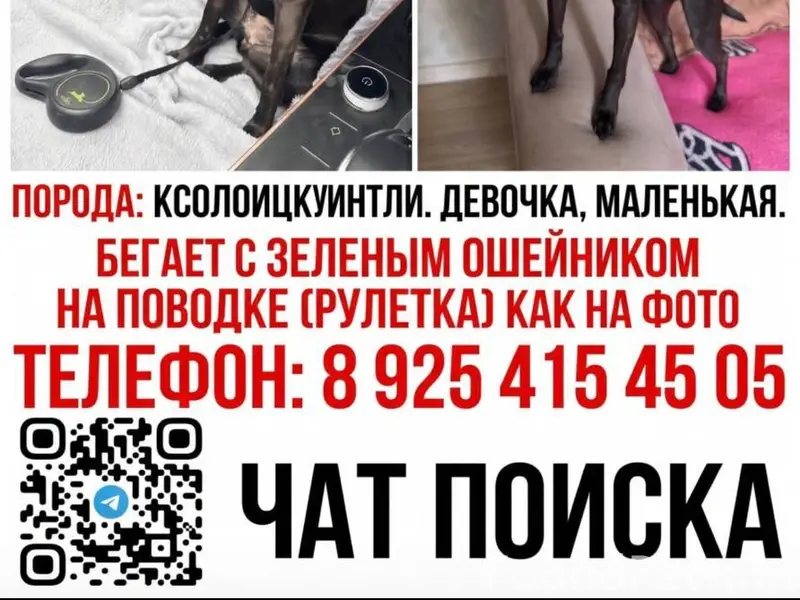 Пропала маленькая чёрная собака, Пятницкие луга