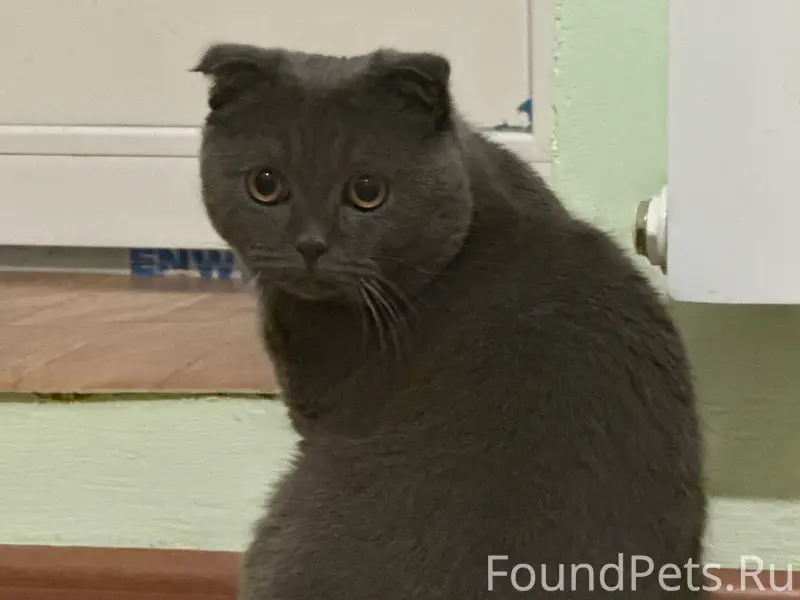 Пропал кот, район Западного