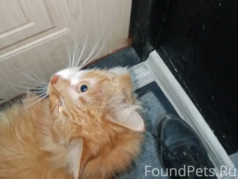 Найден кот, Молодежная 4