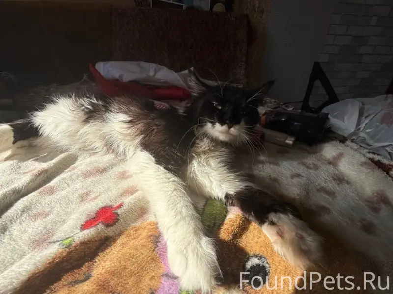 Пропал кот Прихлебка, Миасс