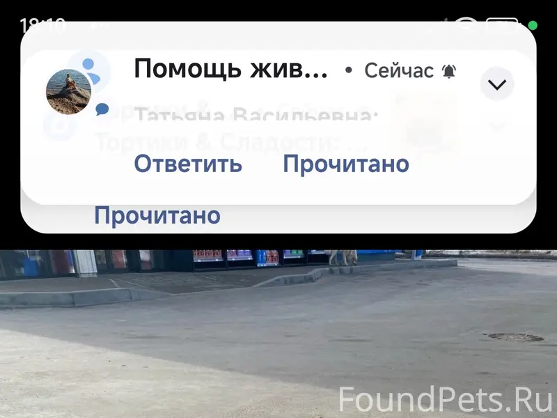 Пропала хаски, хромает, Александров