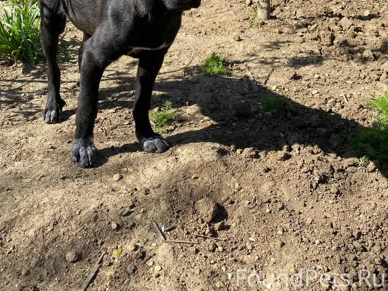 Найден щенок Лёва, пляж Учкуевка