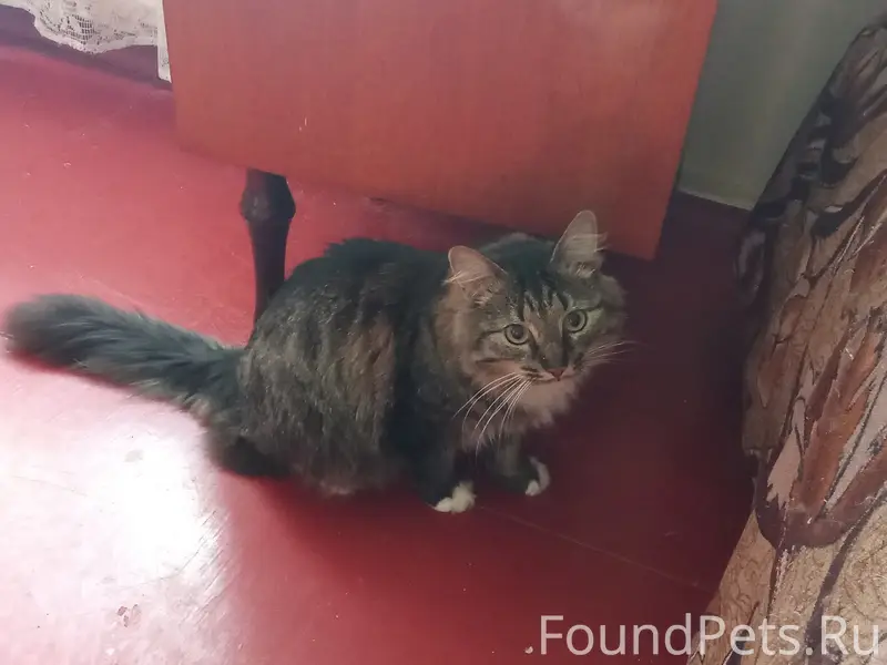 Пропал кот Пушок, Казакова, 2