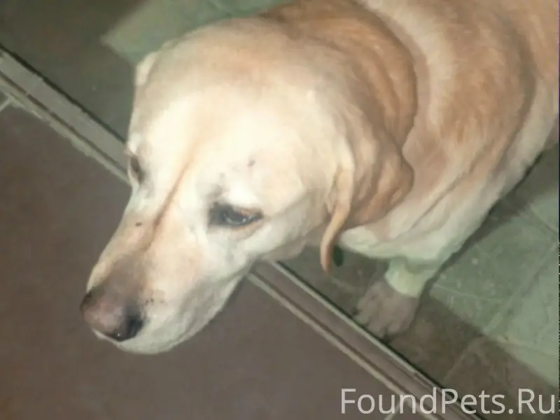 Найден лабрадор, найден в Ялте, район пгт. Виноградное