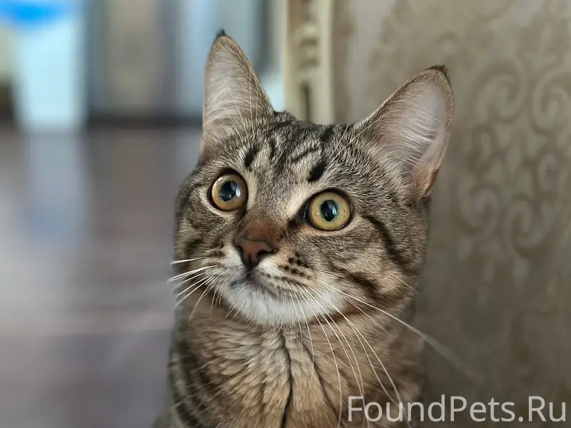 Пропал котёнок Бакс