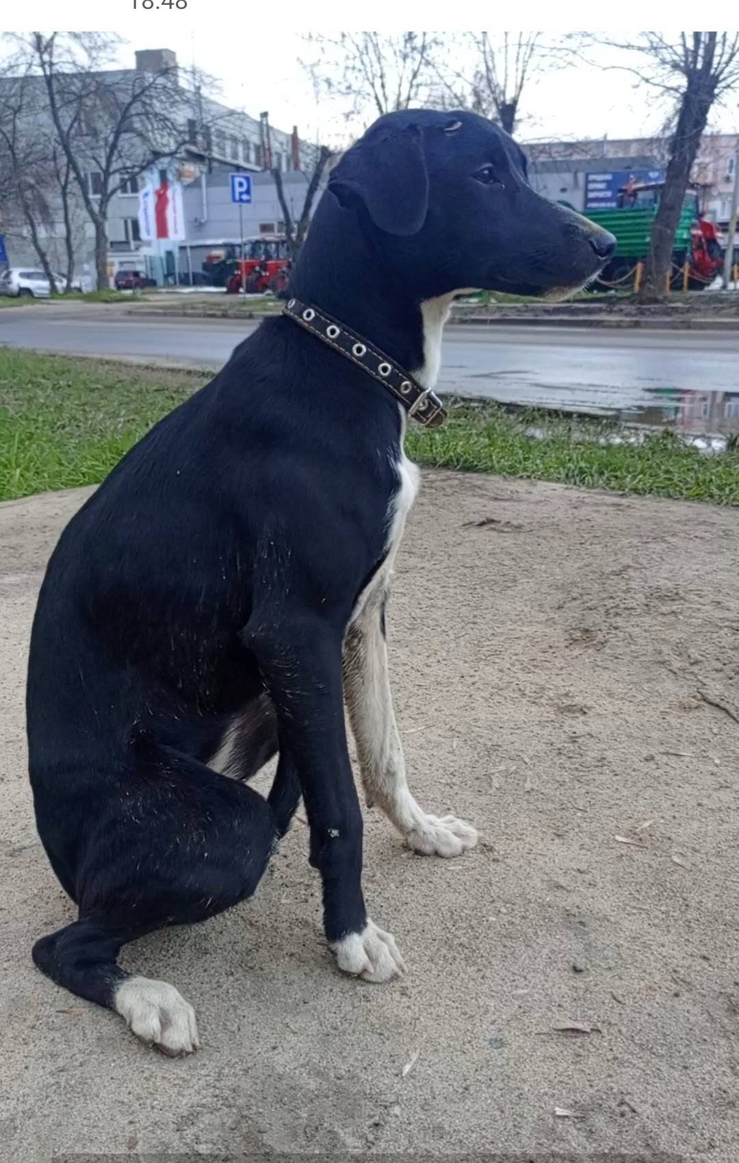 Найден щенок девочка, Ленинский район