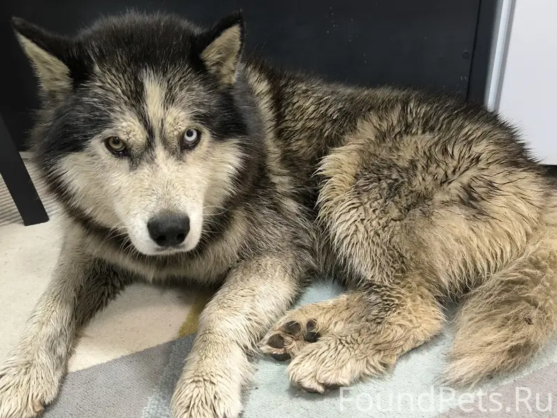 Найден хаски, Мамулино