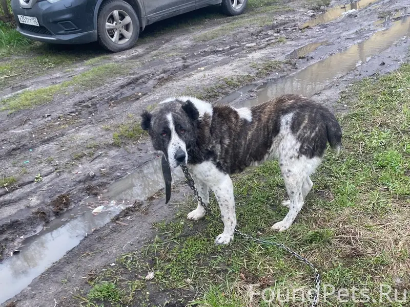 Найден алабай, Сортировка, ул. Таллинская