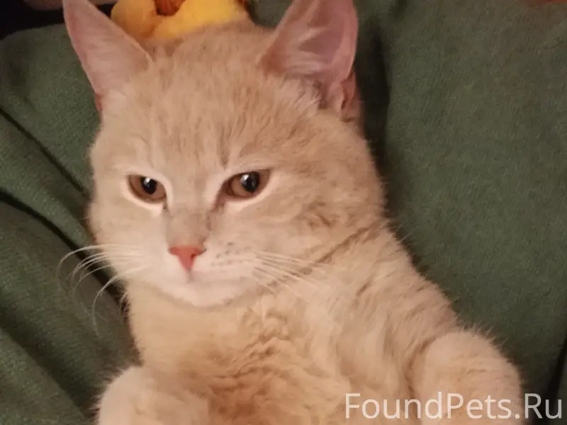 Пропал кот персикового цвета, Кооперативная