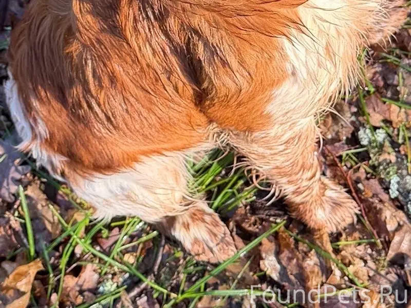 Пропали Бретоны Бэбби и Бэсси, Краснолесье