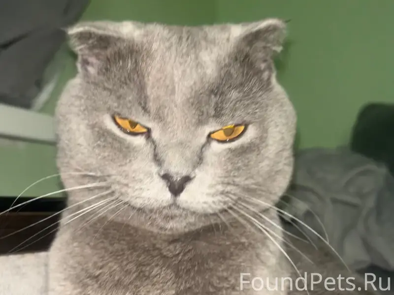 Пропал кот Бася, Лозовое 1