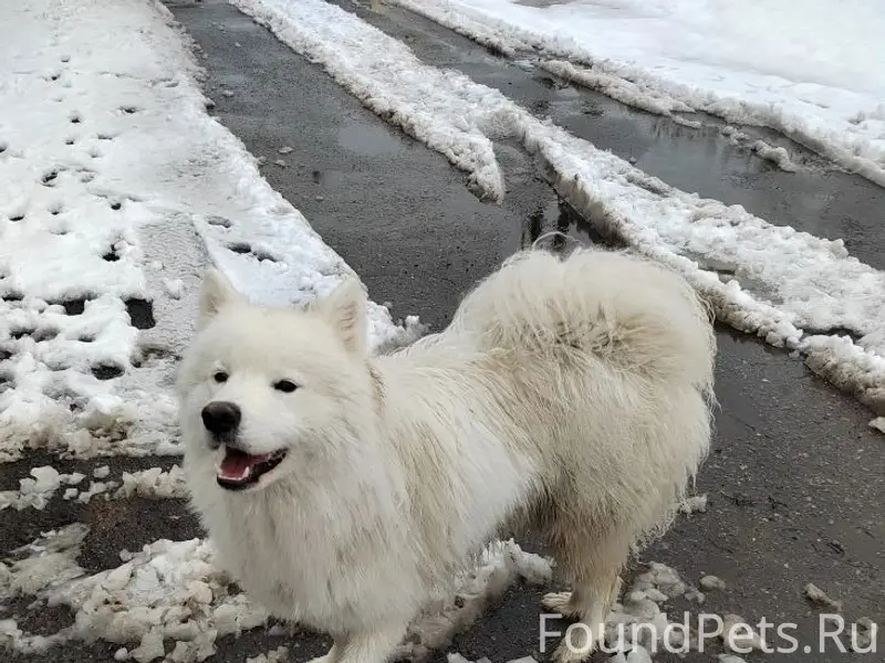 Найденна собака, Марьино 3