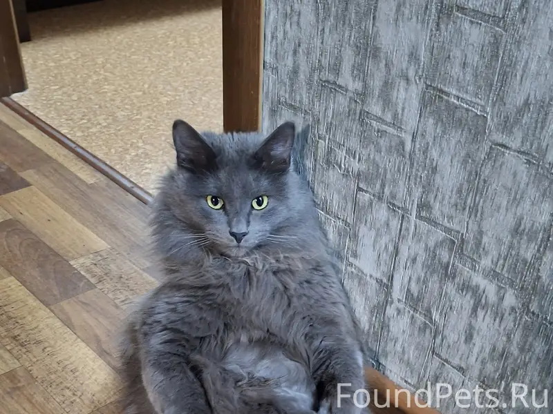 Пропал кот, серодымчатый, Финютина, 13